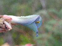 Puya parviflora image