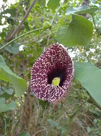 Aristolochia littoralis image