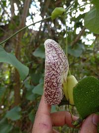 Aristolochia littoralis image