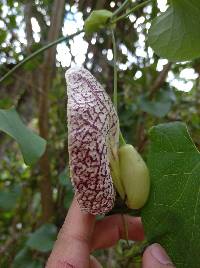 Aristolochia littoralis image