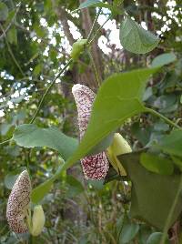 Aristolochia littoralis image