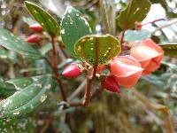 Meriania furvanthera image