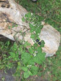 Solanum americanum image