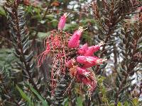 Bejaria resinosa image