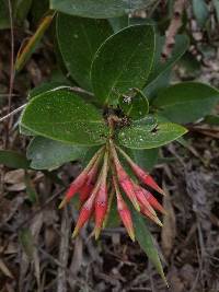 Ceratostema loranthiflorum image