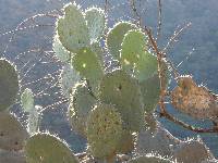 Opuntia ficus-indica image