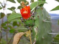 Opuntia quitensis image