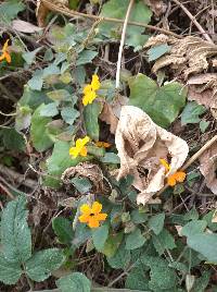 Thunbergia alata image