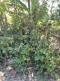 Thunbergia alata image