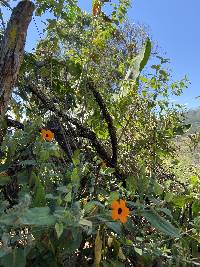 Thunbergia alata image