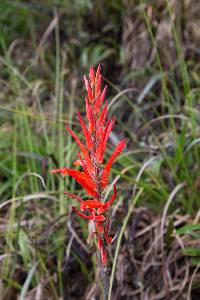 Pitcairnia pungens image