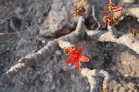 Jatropha nudicaulis image