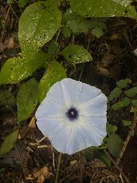 Ipomoea regnellii image