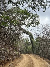 Ceiba trischistandra image