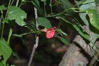 Ipomoea hederifolia image