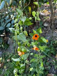 Thunbergia alata image