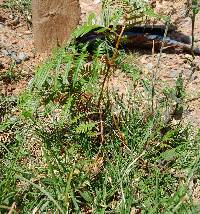 Pteridium esculentum image