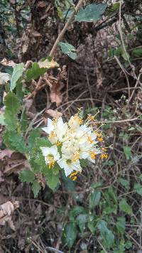 Cantua quercifolia image