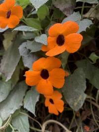 Thunbergia alata image