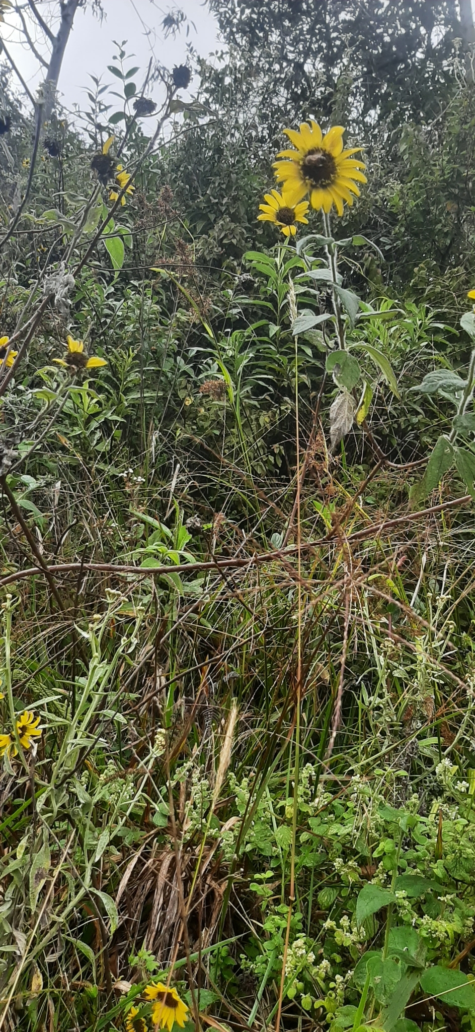 Helianthus petiolaris image