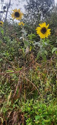 Image of Helianthus petiolaris