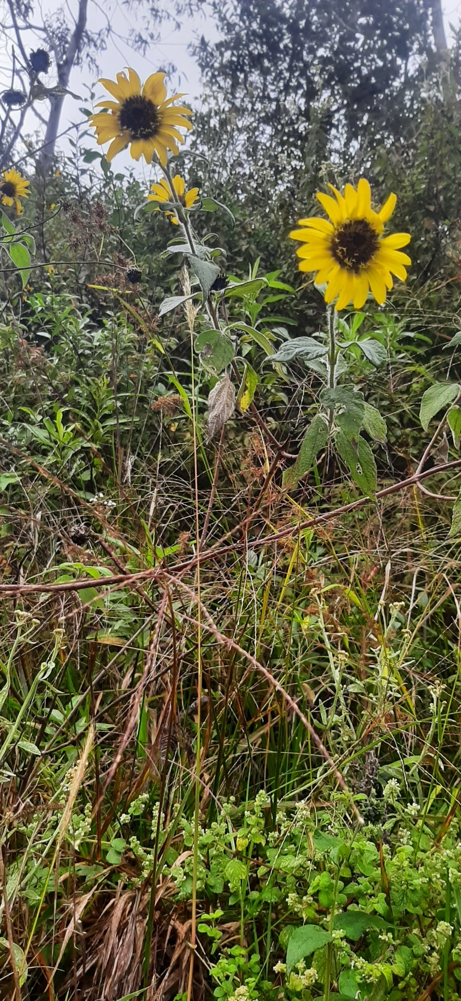 Helianthus petiolaris image