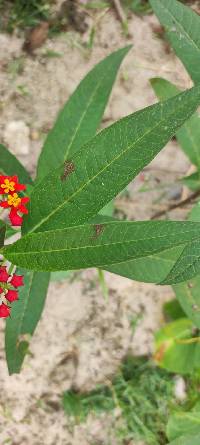 Asclepias curassavica image