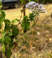 Chromolaena roseorum image