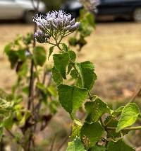 Chromolaena roseorum image