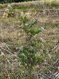 Chromolaena roseorum image