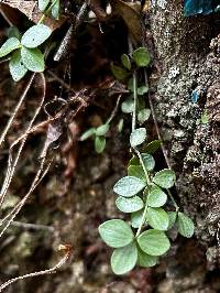 Peperomia tetraphylla image