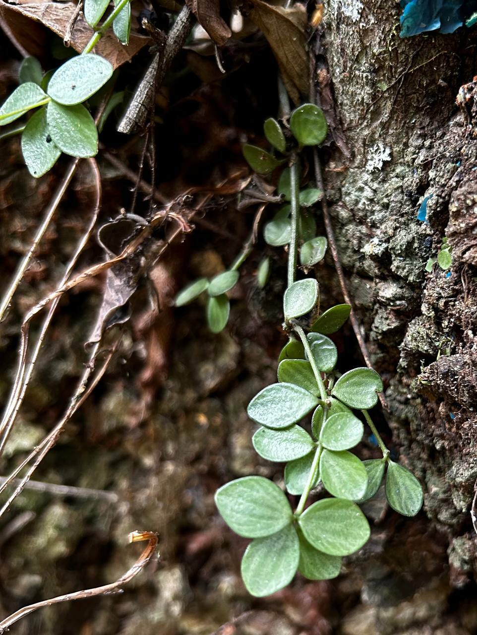 Peperomia tetraphylla image