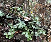 Peperomia tetraphylla image