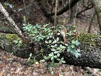 Peperomia tetraphylla image