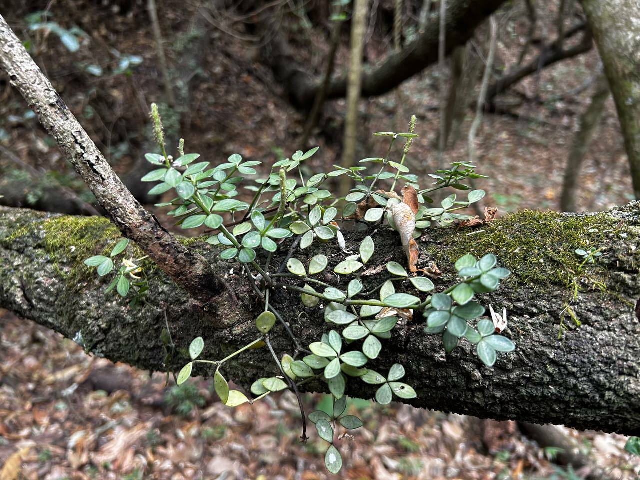 Peperomia tetraphylla image