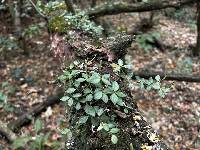 Peperomia tetraphylla image