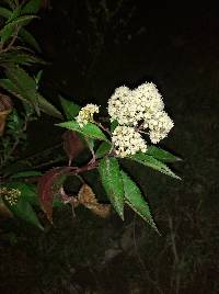 Baccharis latifolia image