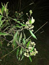 Baccharis latifolia image