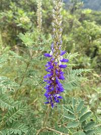 Dalea coerulea image