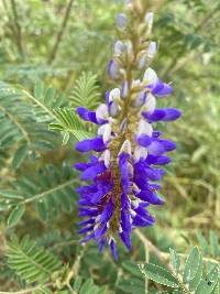 Dalea coerulea image