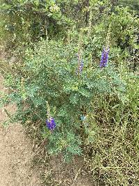 Dalea coerulea image