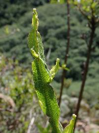 Baccharis genistelloides image