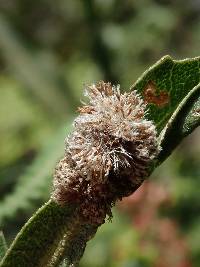 Baccharis genistelloides image