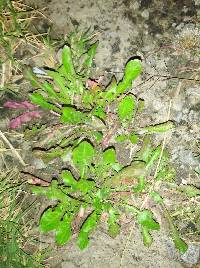 Taraxacum officinale image