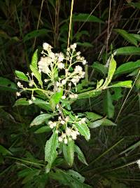 Baccharis latifolia image