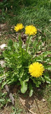 Taraxacum officinale image