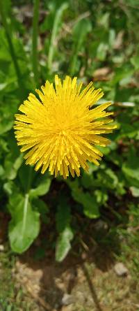 Taraxacum officinale image