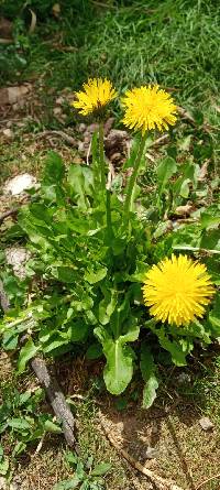 Taraxacum officinale image