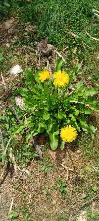 Taraxacum officinale image