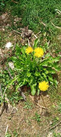 Taraxacum officinale image